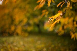 Yellow leaves in autumn cherry photo