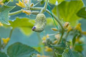 One white type angel cucumber on a bed among yellow flowers. Hybrid varieties of cucumbers in the garden. photo