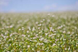 Field of buckwheat on a background of a stormy sky. Buckwheat, Fagopyrum esculentum, Japanese buckwheat and silverhull buckwheat blooming on the field. Close-up flowers of buckwheat photo