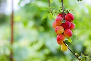 Cereza ciruela o myrobalan prunus cerasifera rojo maduro drupa, fruta de piedra de en ramas de árbol en verano. huertos durante cosecha de frutas foto