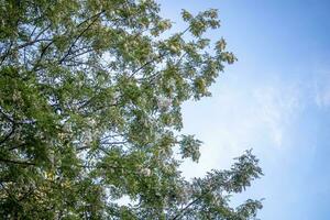 Branches with white flowers tree acacia Against blue sky. Blooming clusters of acacia. Honey spring plant. Branches of black locust, Robinia pseudoacacia, false acacia. Closeup, macro. Soft focus photo