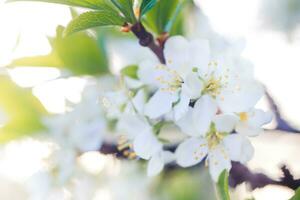 Flowers of Cherry plum or Myrobalan Prunus cerasifera blooming in the spring on the branches. photo