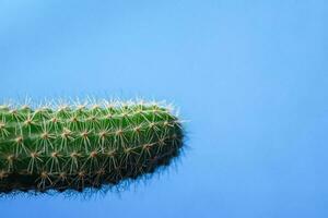 Little green cactus on a blue background. Opuntia close up. Place for inscriptions photo