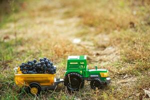 green toy tractor with trailer carries black ripe grapes. Harvesting concept photo