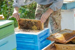 apiarist with full equipment checking hives. beekeeper works with apiaries and beehives in apiary photo