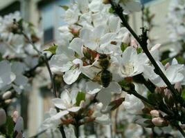 Bees collect nectar from Prunus tomentosa. Prunus tomentosa flowers in the park in spring bushes. photo