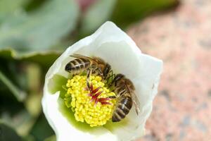 Honey bee collects nectar and pollen in early spring from hellebore, hellebores, Helleborus flowering plants in the family Ranunculaceae. photo