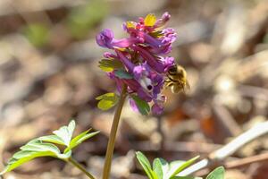 miel abeja recoge néctar y polen desde corydalis, griego korydal s crestado alondra. miel abeja de cerca con pequeño detalles. macro foto de un púrpura flor.