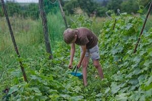 harvesting. Hand pulling a cucumber from a bush. child puts the pickled cucumber in a blue bucket. Fresh ecological products. Ecological farming. Vegetarian in garden. photo