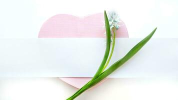 One Fresh blue spring flowers Scilla siberica. on pink heart-shaped box. White stripe for text. Copy space. aster, 8 march, mother's day, St. Valentine spring background photo