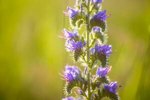 Blue melliferous flowers of Echium vulgare viper's bugloss and blueweed blue weed flowers in the meadow in summer at sunset in the rays of the setting sun photo