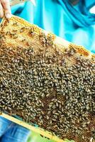 Bees on the honeycomb, top view. Honey cell with bees. Apiculture. Apiary. Wooden beehive and bees. beehive with honey bees, frames of the hive, top view. photo