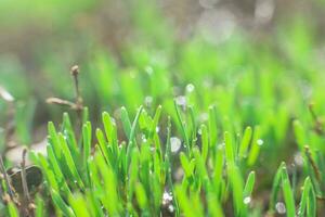 Polygonum aviculare, common knotgrass, prostrate knotweed, birdweed, pigweed and lowgrass. Young green grass sprouts on green background. Spring background. Fresh microgreens. photo