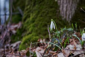 Galanthus, snowdrop three flowers against the background of trees. photo