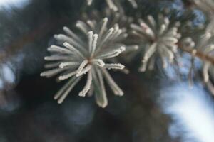 Blue spruce needles covered with frost. Soft focus photo