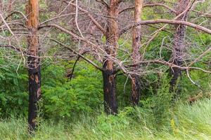 Burnt trees in the forest. Pine branches after a fire. Disaster. Broken ecosystem. photo