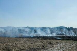 Large-scale forest fire. Burning field of dry grass and trees. Thick smoke against blue sky. dangerous effects of burning grass in fields in spring and autumn. photo