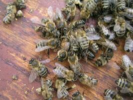 racimo reinante por abejas, colonia de abejas. abejas tomó reina abeja a racimo después replantar, incorrecto reemplazo. trabajando abejas matar reina abeja. foto