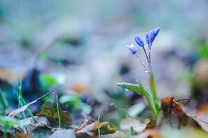 White flowers of the Scilla Squill blooming in April. Bright spring flower of Scilla Bifolia closeup photo