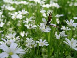 Wild wasp collects nectar with small white flowers Stellaria med photo