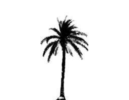 palm tree silhouette vector illustration, silhouette of  palm tree on white background vector art,  black color ,
