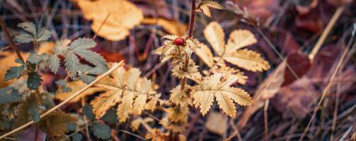 Autumn branch with ladybug close up concept photo. Autumnal bright foliage on ground photo