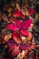 Close up beautiful autumn background with red leaves concept photo. Fall season photo