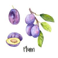 Hand drawn watercolor plum. Watercolor set of plums on the branch and a half-cut plum on the white background. vector