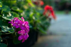Roadside with red flowers. Light sunset of the sun with dramatic yellow and orange sky. Image depth of field. photo