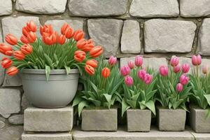 Tulip flower. background. AI Generative Pro Photo