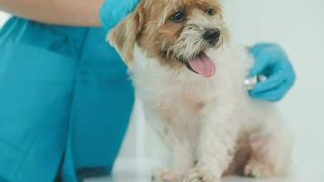 Veterinarian doctor and a labrador puppy at vet ambulance video