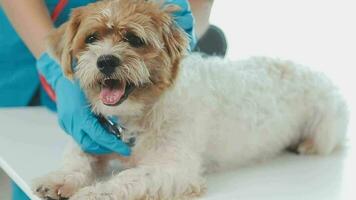 Veterinarian doctor and a labrador puppy at vet ambulance video