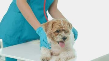 Veterinarian doctor and a labrador puppy at vet ambulance video