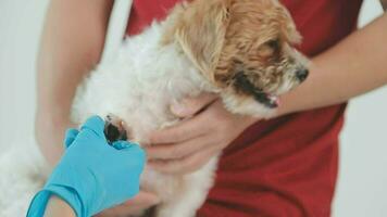 Veterinarian doctor and a labrador puppy at vet ambulance video