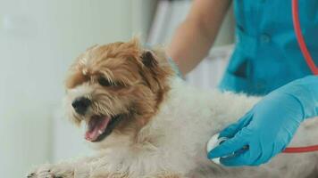 Veterinarian doctor and a labrador puppy at vet ambulance video