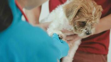 Veterinarian doctor and a labrador puppy at vet ambulance video