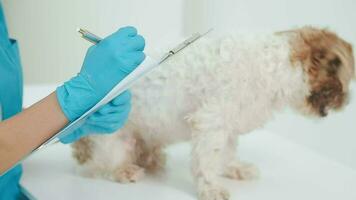 dierenarts dokter en een labrador puppy Bij dierenarts ambulance video