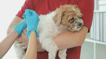 veterinario médico y un Labrador perrito a veterinario ambulancia video