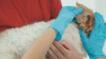 Veterinarian doctor and a labrador puppy at vet ambulance video