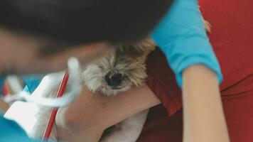 Veterinarian doctor and a labrador puppy at vet ambulance video