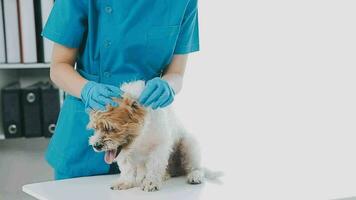 Veterinarian doctor and a labrador puppy at vet ambulance video