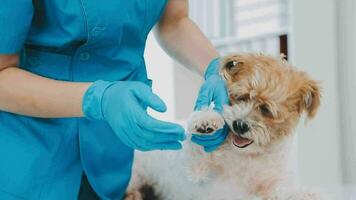 Veterinarian doctor and a labrador puppy at vet ambulance video