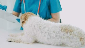 Veterinarian doctor and a labrador puppy at vet ambulance video