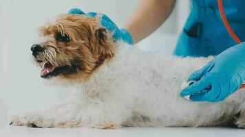 Veterinarian doctor and a labrador puppy at vet ambulance video