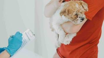 vétérinaire médecin et une Labrador chiot à vétérinaire ambulance video
