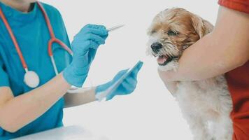veterinario médico y un Labrador perrito a veterinario ambulancia video
