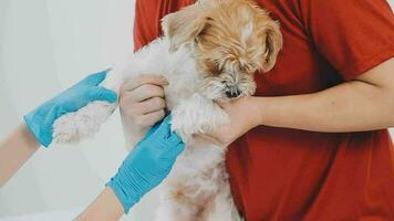 Veterinarian doctor and a labrador puppy at vet ambulance video