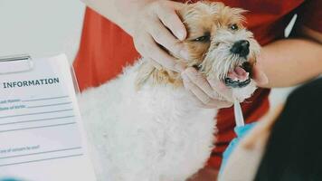 Veterinarian doctor and a labrador puppy at vet ambulance video