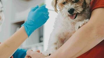 Veterinarian doctor and a labrador puppy at vet ambulance video