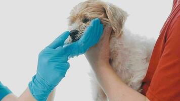 Veterinarian doctor and a labrador puppy at vet ambulance video